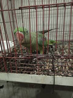 7 month ka parrots hai green color ma red solder hai