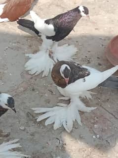 All Fancy pigeon for sale