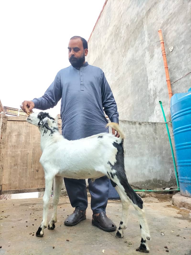 Goat | Bakri | Tedi |  Healthy | 6 dant | Teda | بکری | بکرے |  ٹیڈا | 2