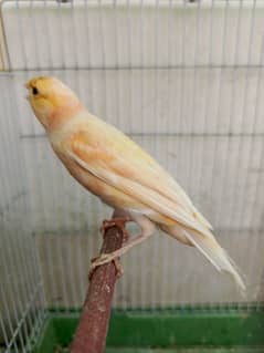 canary singing male 0