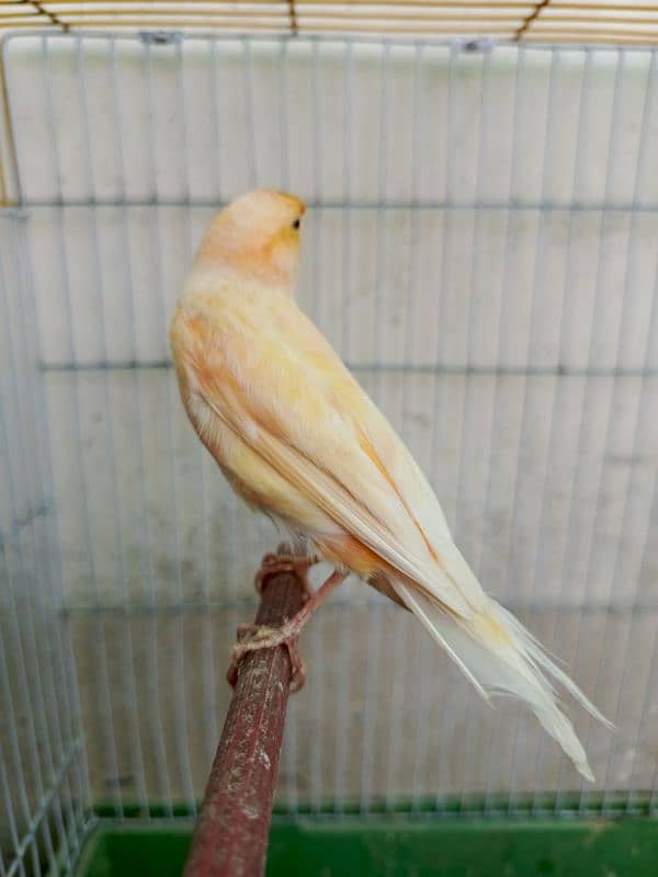 canary singing male 1