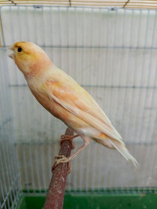 canary singing male 2