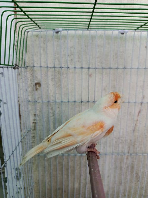 canary singing male 3