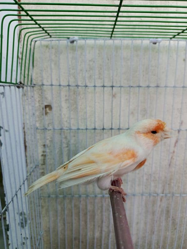 canary singing male 5