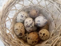 Bateer (Quail) egg Fartail for sale (Darjen180) 0