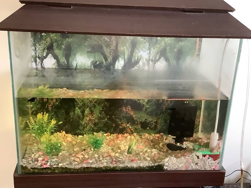 fish aquarium  tank 4