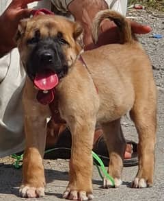 King kurdish kangaal male security dog 2months for sale