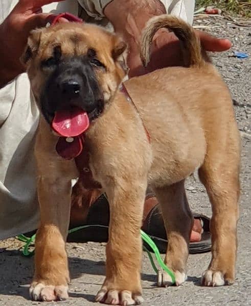 King kurdish kangaal male security dog 2months for sale 0