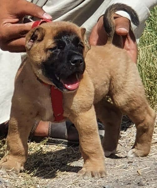 King kurdish kangaal male security dog 2months for sale 1