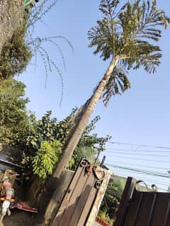 Fish Tail Palm Tree 30 feet+