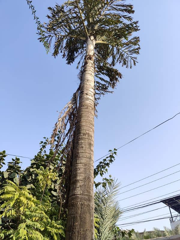 Fish Tail Palm Tree 30 feet+ 2