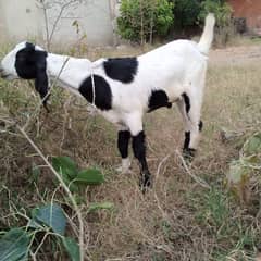 Bakra