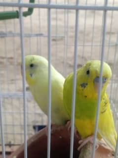 Australian parrots pair