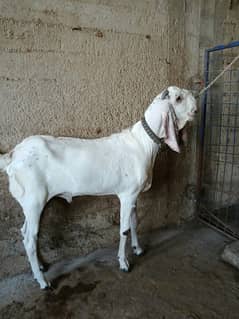 Punjab breed Maka chini Bakra