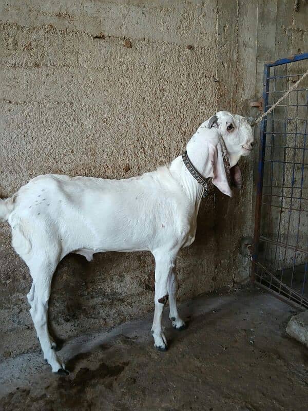 Punjab breed Maka chini Bakra 0