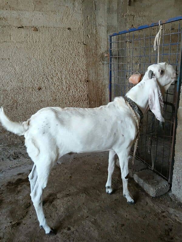 Punjab breed Maka chini Bakra 1