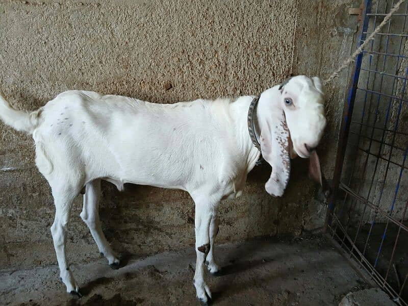 Punjab breed Maka chini Bakra 2