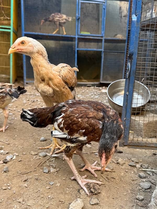 aseel high quality chicks 2 months to 4 months 5