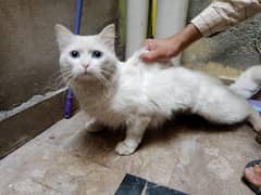 *TURKISH ANGORA CaT* (Triple Coated Adult Cat with Blue Eyes)