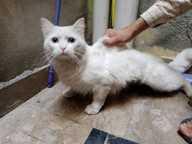 *TURKISH ANGORA CaT* (Triple Coated Adult Cat with Blue Eyes) 0