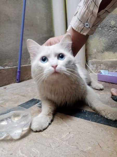 *TURKISH ANGORA CaT* (Triple Coated Adult Cat with Blue Eyes) 1