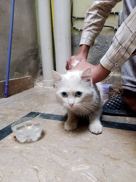 *TURKISH ANGORA CaT* (Triple Coated Adult Cat with Blue Eyes) 2