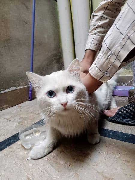 *TURKISH ANGORA CaT* (Triple Coated Adult Cat with Blue Eyes) 3