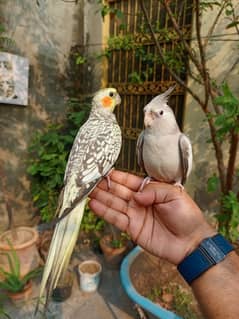 Handtame Cockatiel friendly bird monk parrot