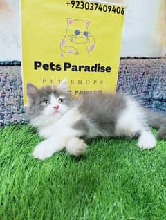 pure Persian kittens available