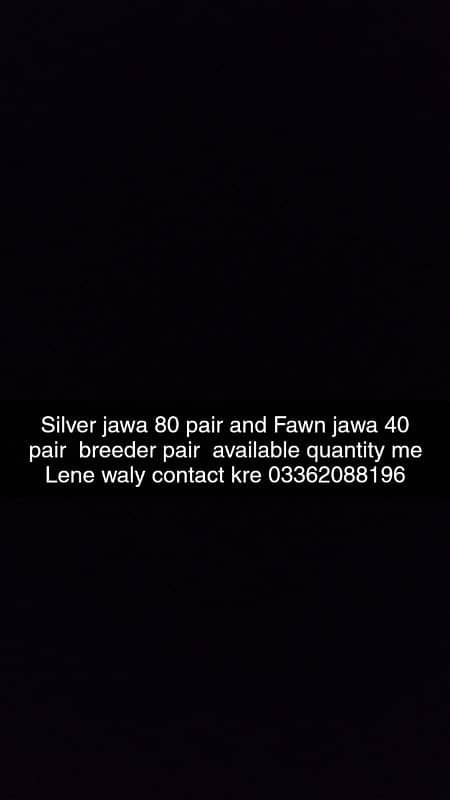 silver Jawa and Fawn jawa available 1