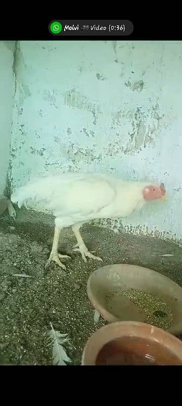 Heera aseel eggs for sale. 5