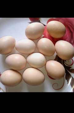 Buff Polish eggs for sale 0