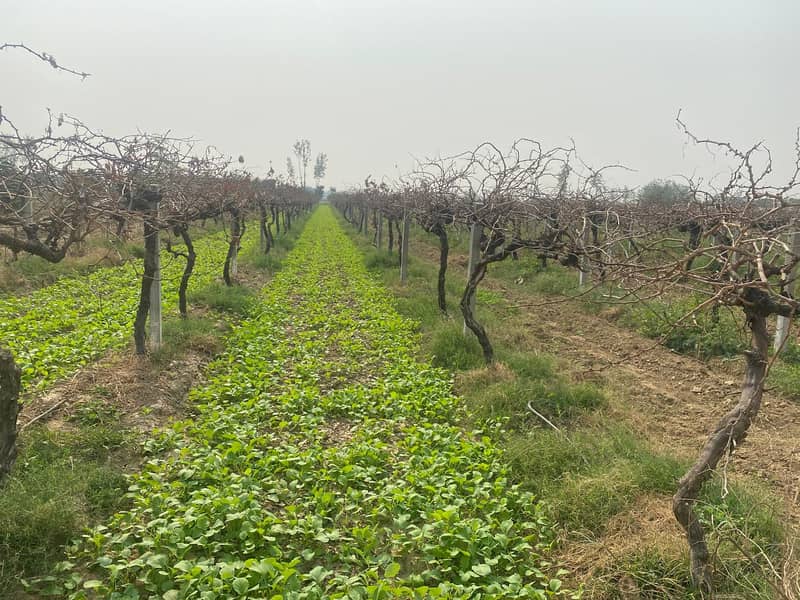 12 years old healthy grapevines 0