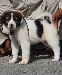 alabai dog female 2 months for sale security dog