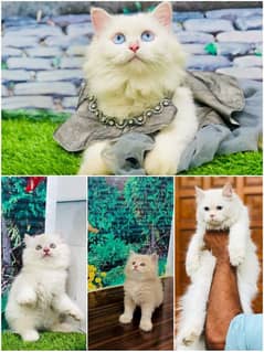 Persian Punch face triple coat cat Kitten