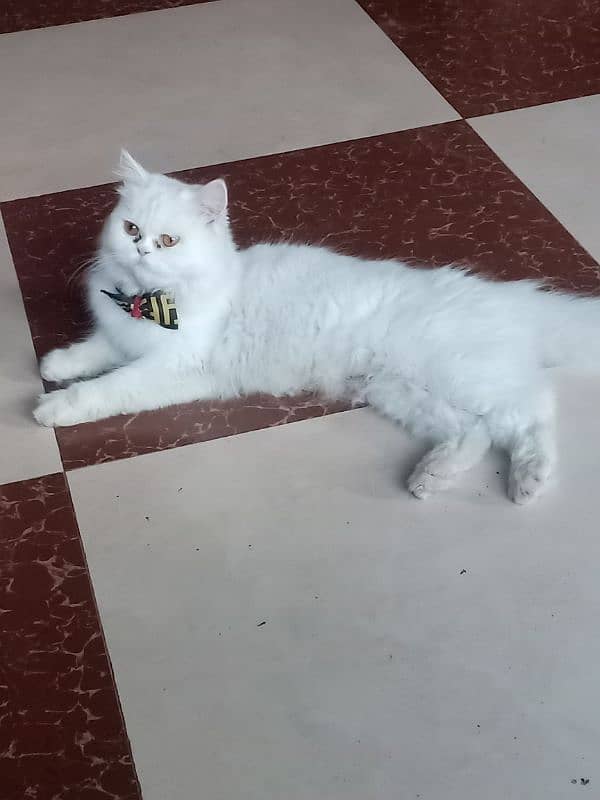 child cat of persian 0