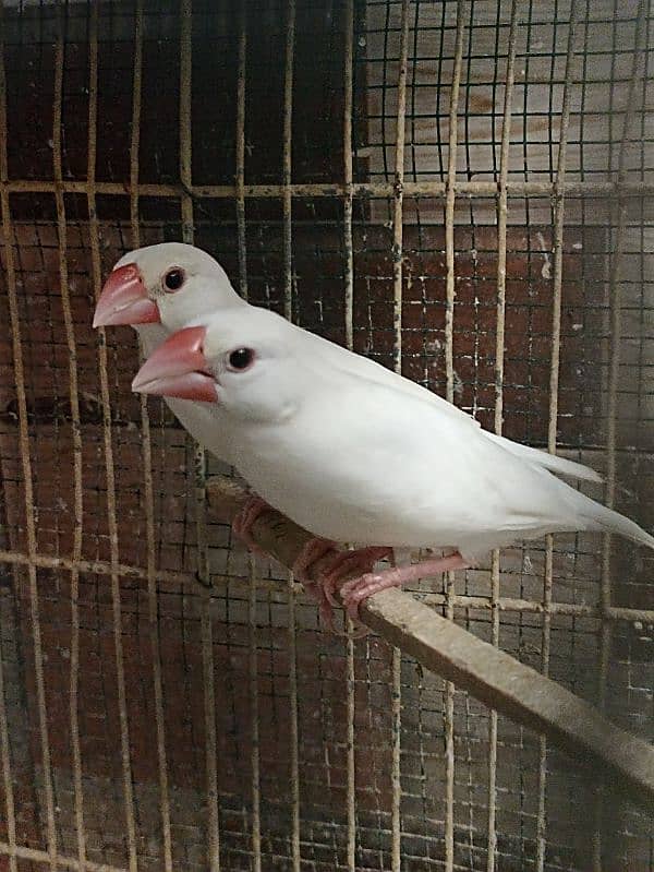 White Java pair for sale 4