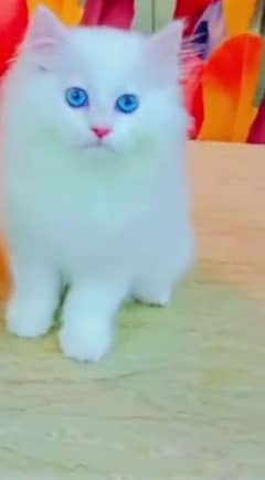 Persian Cat for sale my WhatsApp number 03475940629