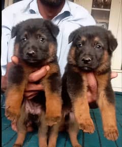 German Shepherd Puppies | German Shepherd Double Coat pair