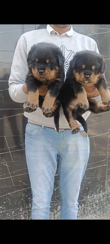 All breeds puppies available 4