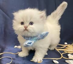 kittens cats Persian shorthair British Munchkin ragdoll maincoon