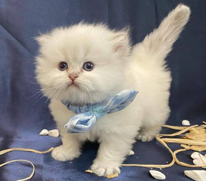 kittens cats Persian shorthair British Munchkin ragdoll maincoon 0