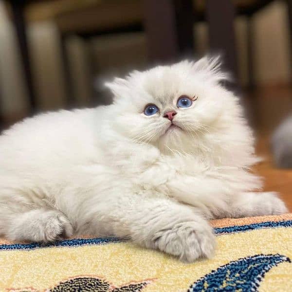 kittens cats Persian shorthair British Munchkin ragdoll maincoon 1