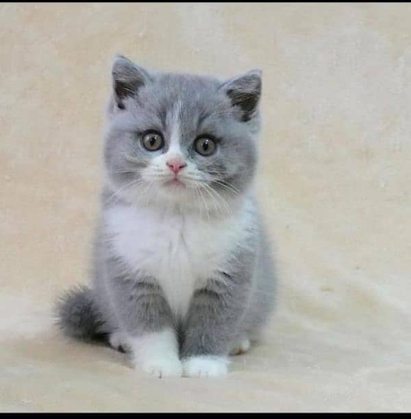 kittens cats Persian shorthair British Munchkin ragdoll maincoon 2