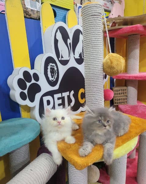 kittens cats Persian shorthair British Munchkin ragdoll maincoon 3