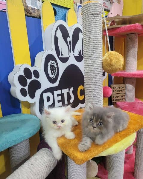 kittens cats Persian shorthair British Munchkin ragdoll maincoon 4