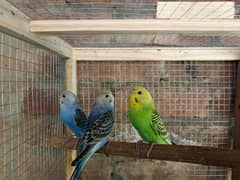 Budgie parrorts for sale