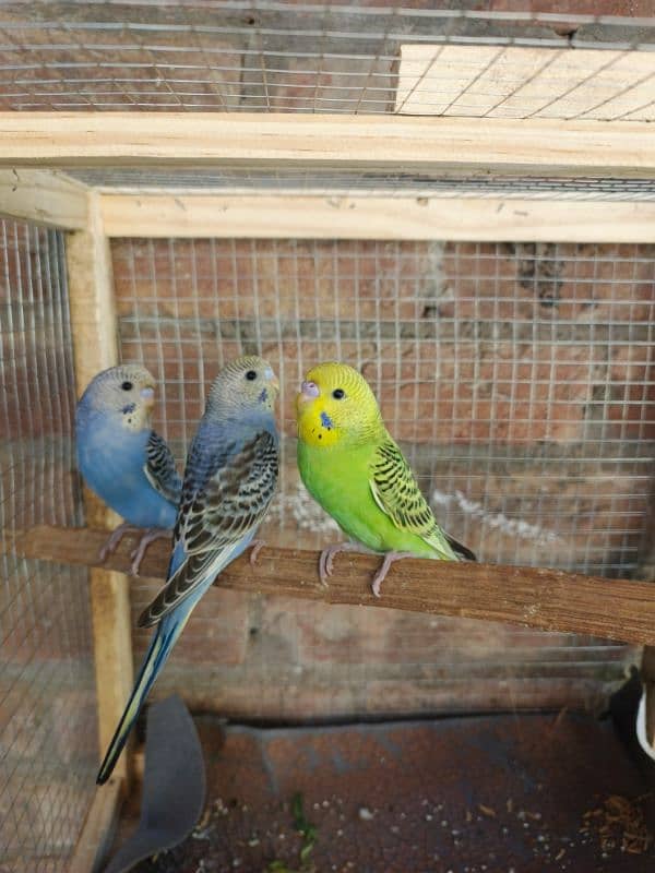 Budgie parrorts for sale 1