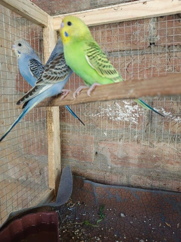 Budgie parrorts for sale 2