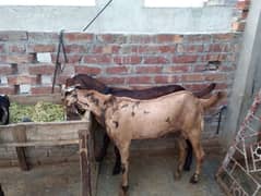 55000 per pice breader quality waly bakra